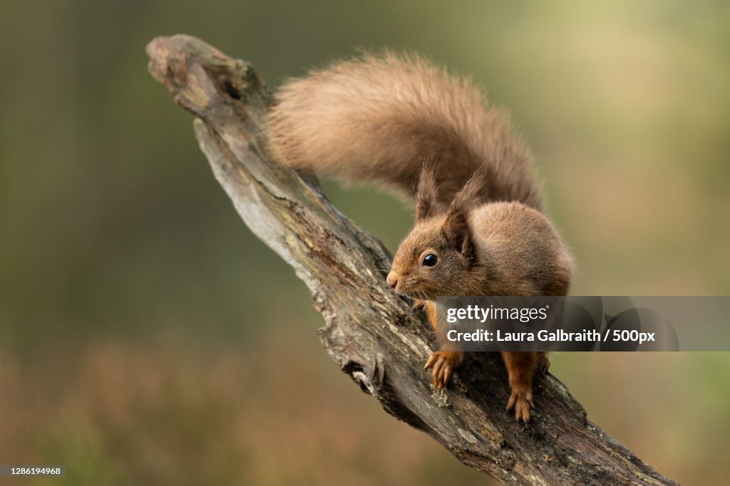 Close-up of squirrel on tree,United Kingdom,UK