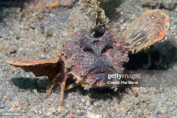 spiny devilfish front view - spiny devilfish stock pictures, royalty-free photos & images