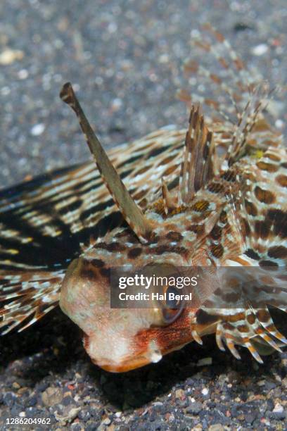 helmut gurnard juvenile close-up - flughahn stock-fotos und bilder