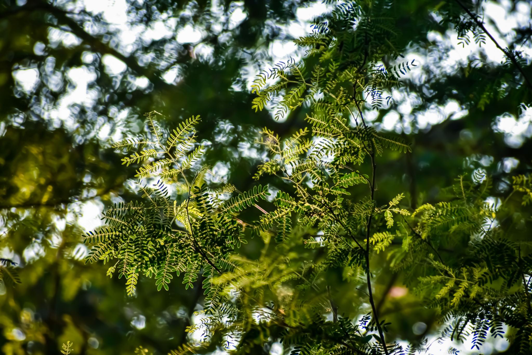 ghaf tree