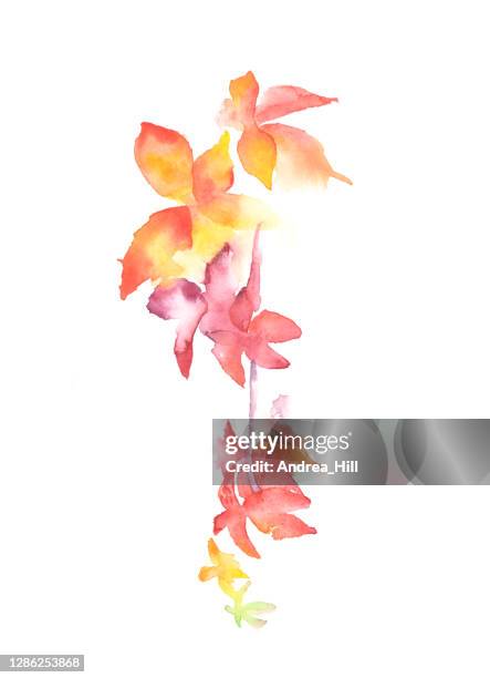 virginia creeper vine watercolor painting. raster illustration - fall perennials stock illustrations