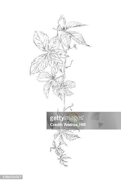 hanging virginia creeper vine pen and ink drawing. vector eps10 illustration - chestnut tree stock illustrations