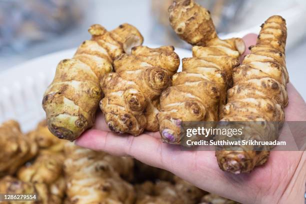 cropped hand of women holding jerusalem artichoke - jerusalem artichoke stock pictures, royalty-free photos & images