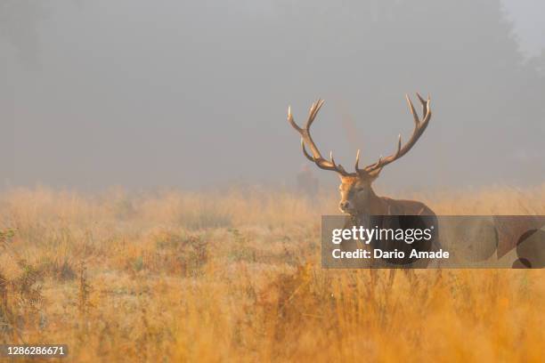 deer in the field - bokken dierlijk gedrag stockfoto's en -beelden