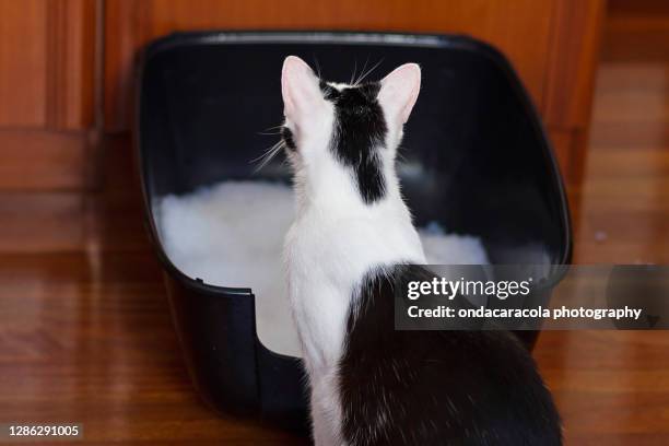 cat litter - box lifting technique stock-fotos und bilder