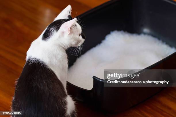 cat litter - litter stock pictures, royalty-free photos & images