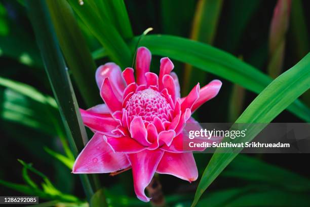 close-up of torch ginger or red ginger lily, zingiberaceae - ginger flower stockfoto's en -beelden