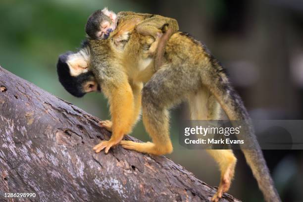Squirrel Monkey carries her baby at Taronga Zoo on November 18, 2020 in Sydney, Australia. Taronga Zoo was allocated $37.5million as part of Tuesday...