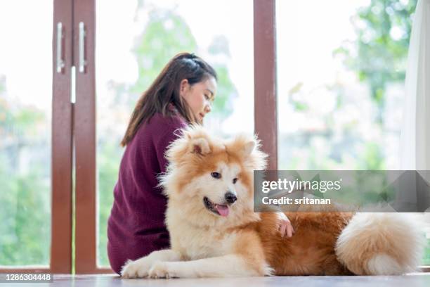 asian woman with winter cloth read book and big akita dog stay nearby in living room - akita inu stock pictures, royalty-free photos & images