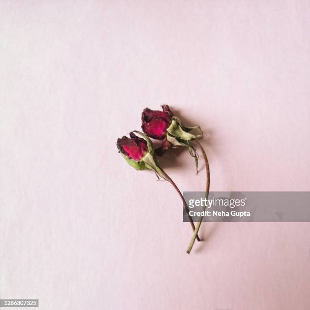 dried roses - pink background - dead stock pictures, royalty-free photos & images