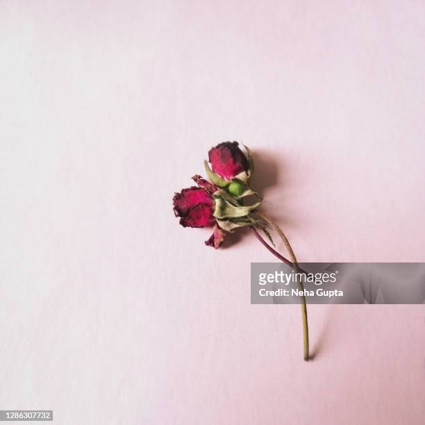 dried roses - pink background - verwelkt stock-fotos und bilder