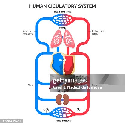 Flat design circulatory system infographic illustration Vector Flat design circulatory system infographic illustration Vector