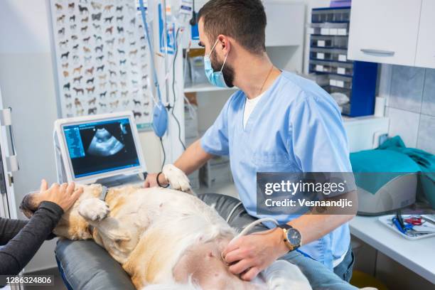 veterinario haciendo ultrasonido - animal abdomen fotografías e imágenes de stock