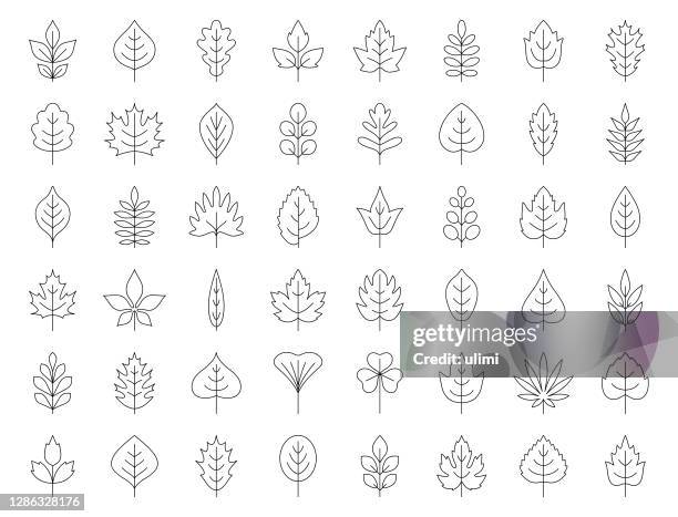 ilustraciones, imágenes clip art, dibujos animados e iconos de stock de conjunto de iconos de hojas - árbol de hoja caduca