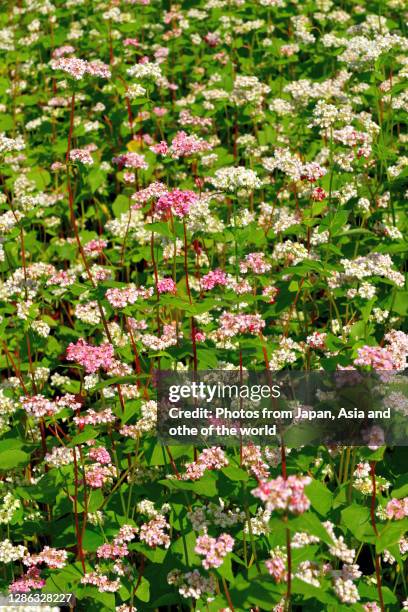 buckwheat flowers: white and pink colors - buckwheat stock pictures, royalty-free photos & images