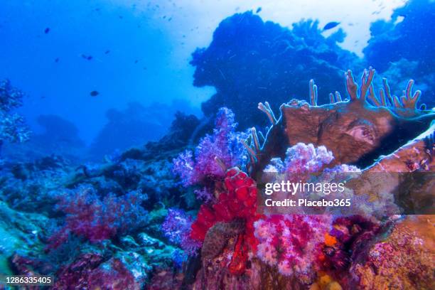 thailand's top dive destination andaman sea - rock bottom stock pictures, royalty-free photos & images