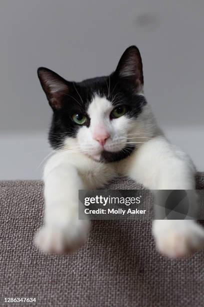 very cute black and white cat - black and white cat foto e immagini stock