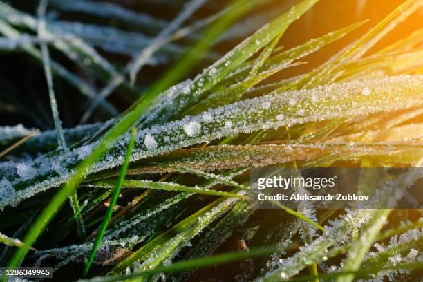 the frozen green grass is covered with frost and white snow. texture background. - snow on grass stock pictures, royalty-free photos & images