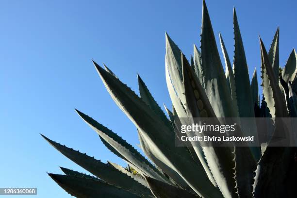 giant agave against blue sky - agave stock pictures, royalty-free photos & images