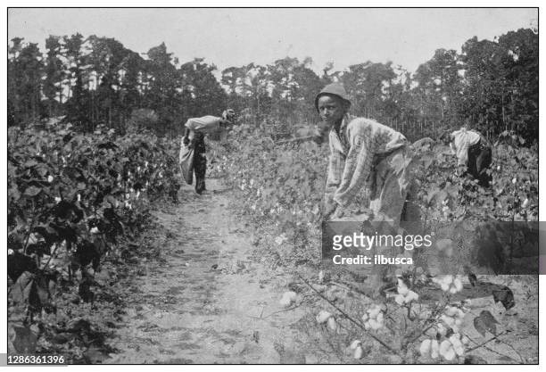antikes schwarz-weiß-foto der vereinigten staaten: baumwollpflücken - afrikanischer abstammung stock-grafiken, -clipart, -cartoons und -symbole