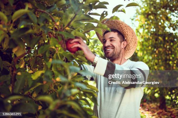 smiling male harvesting apples from his orchard - macedonia country stock pictures, royalty-free photos & images