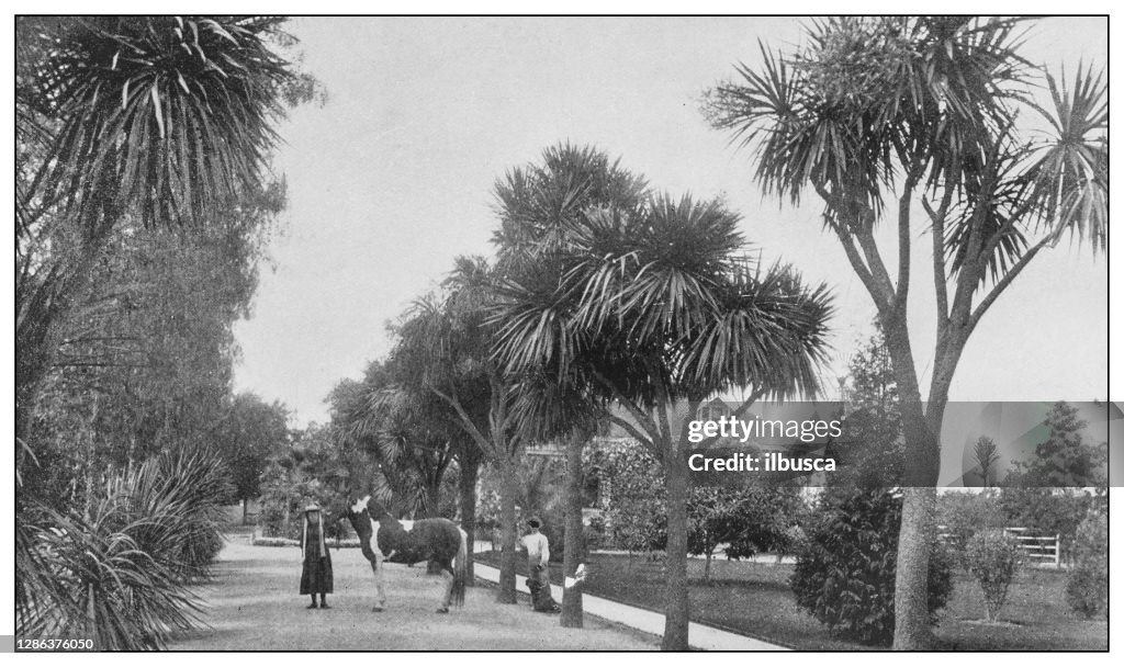 Antique black and white photo of the United States: Avenue of Dracaena Palms
