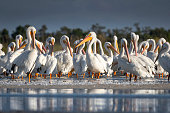 White pelicans on beach