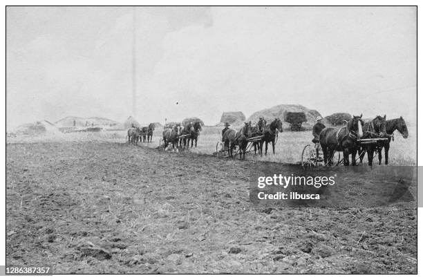 antique black and white photo of the united states: plowing in minnesota - agricultural field photos stock illustrations