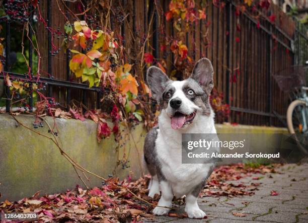 a cute corgi dog on the autumn street near the bicycles. friend of man, kind expression on the face. calm and quiet street in strasbourg. a feeling of comfort. france. - velo humour 個照片及圖片檔