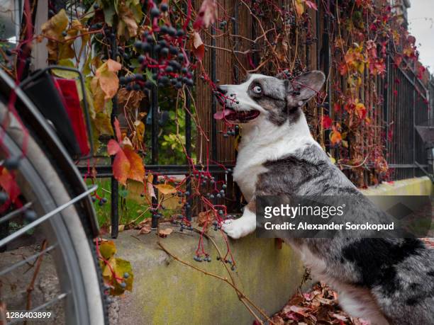 a cute corgi dog on the autumn street near the bicycles. friend of man, kind expression on the face. calm and quiet street in strasbourg. a feeling of comfort. france. - velo humour 個照片及圖片檔
