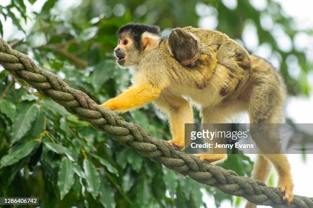 Squirrel Monkey is seen with a baby on its back at Taronga Zoo on November 18, 2020 in Sydney, Australia. Taronga Zoo was allocated $37.5million as...