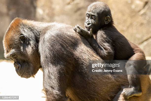 Mother Frala and her Western Lowland Gorilla baby Fakiri are seen at feeding time at Taronga Zoo on November 18, 2020 in Sydney, Australia. Taronga...