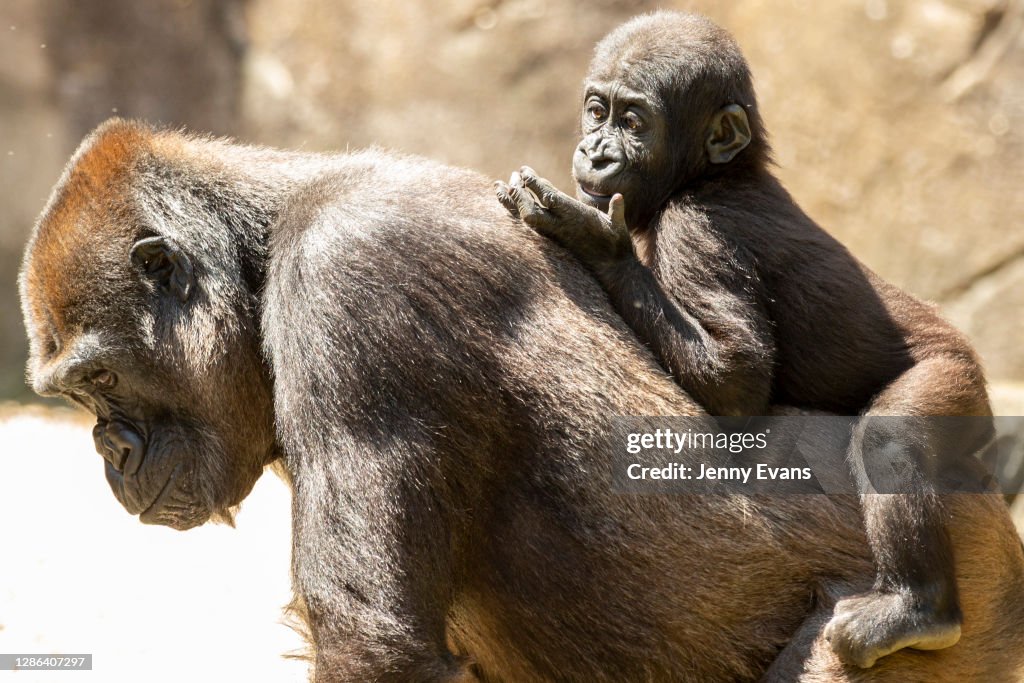 Animals At Taronga Zoo