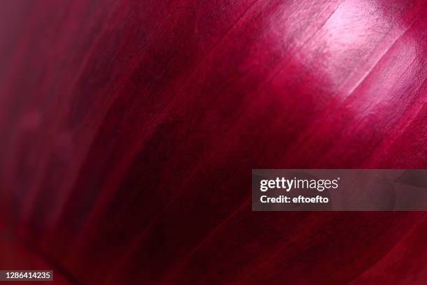 onion shell close up shot - stock photo - spanish onion bildbanksfoton och bilder