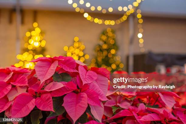 a table full of red poinsettias at a garden center - poinsettia stock pictures, royalty-free photos & images