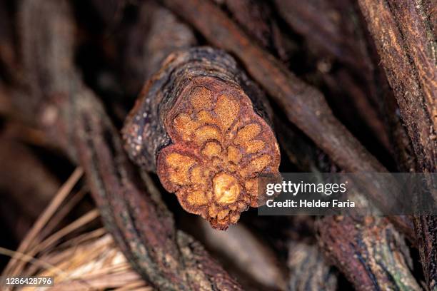 santo daime (ayahuasca) - ayahuasca stock pictures, royalty-free photos & images