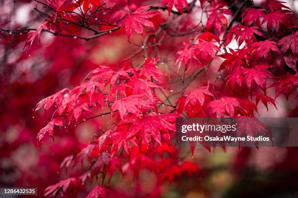 red maple leaves - arce rojo fotografías e imágenes de stock
