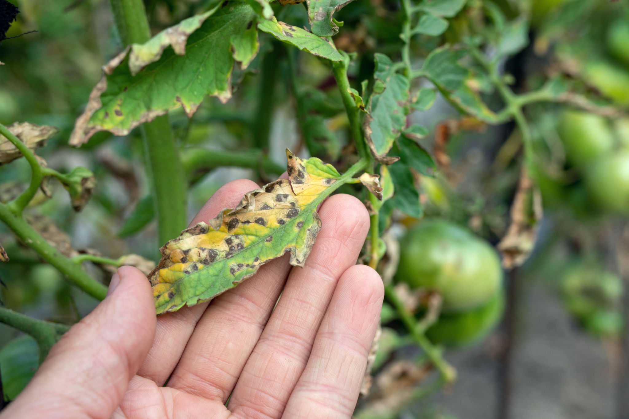 leaf spot disease