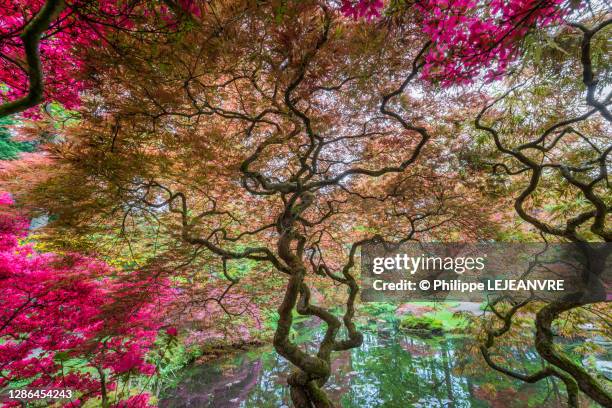 colorful trees in springtime in the hague japanese garden - oriental garden stockfoto's en -beelden