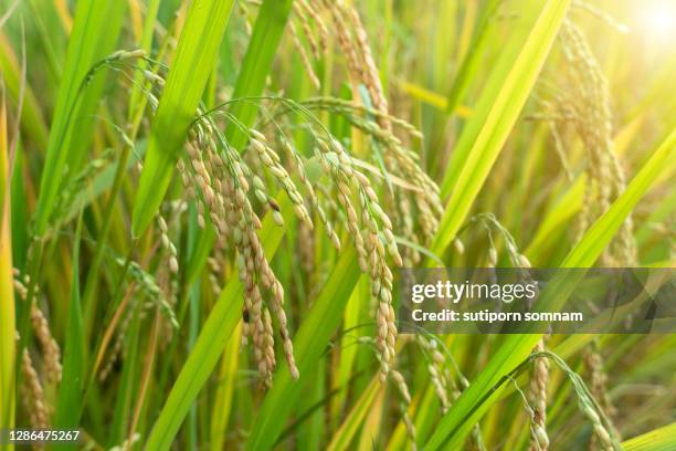 jasmine rice grown by hill tribes on terrace mountain maechame chiang mai,thailand. - jasmine rice stock pictures, royalty-free photos & images
