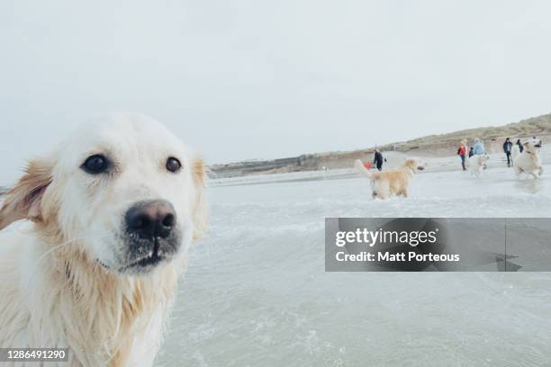 golden retriever paddling in sea - goud strand stockfoto's en -beelden