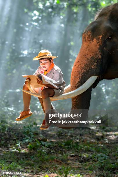 boy scout sitting on an elephant trunk reading a magazine, surin, thailand - werkdier stockfoto's en -beelden