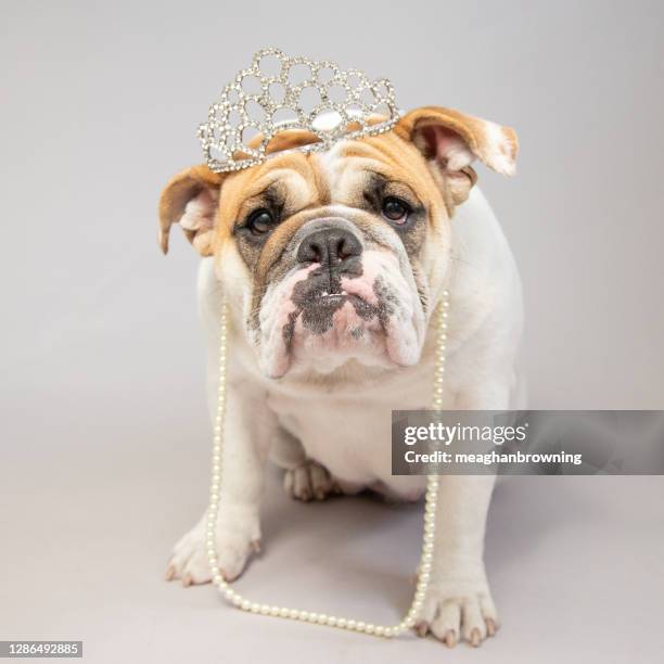 portrait of a bulldog wearing a tiara and pearl necklace - dog tiara stock pictures, royalty-free photos & images