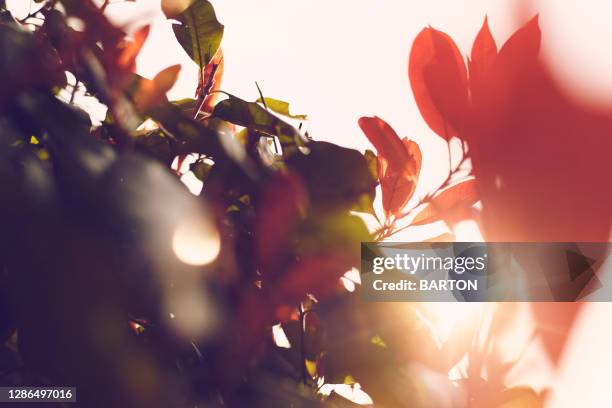 abstract lens flare through red and green leaves - backlight　green ストックフォトと画像