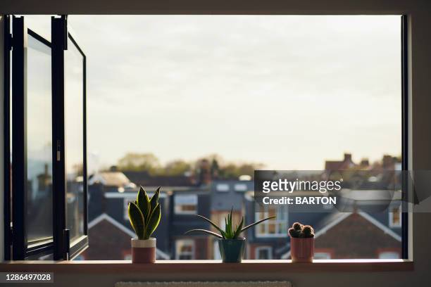 three house plants on window sill in summer - paesaggio urbano foto e immagini stock