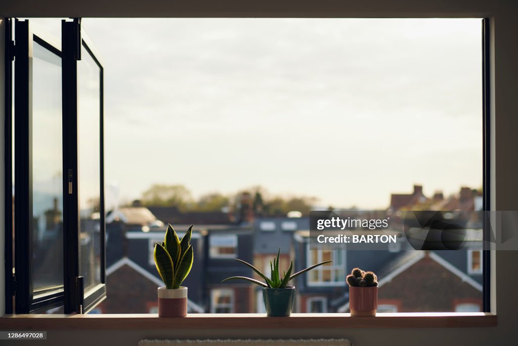 Three house plants on window sill in summer