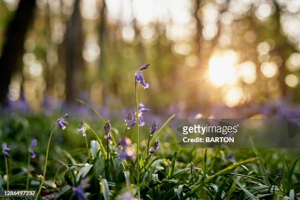 bluebells in woodland in springtime - weichzeichner stock-fotos und bilder