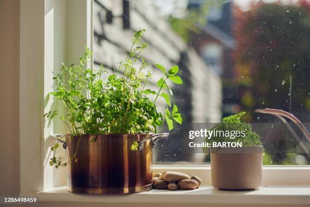 indoor herb plants on window ledge - comida flores fotograf�ías e imágenes de stock