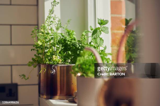 indoor herb plants on window ledge - mint tea stock pictures, royalty-free photos & images