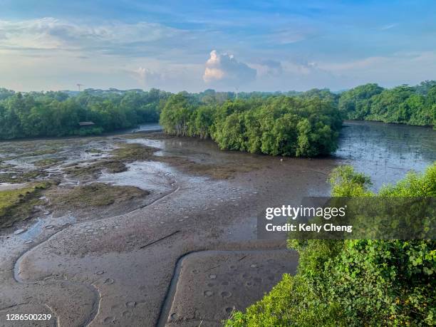 view of sungei buloh wetland reserve - east coast park singapore stock pictures, royalty-free photos & images